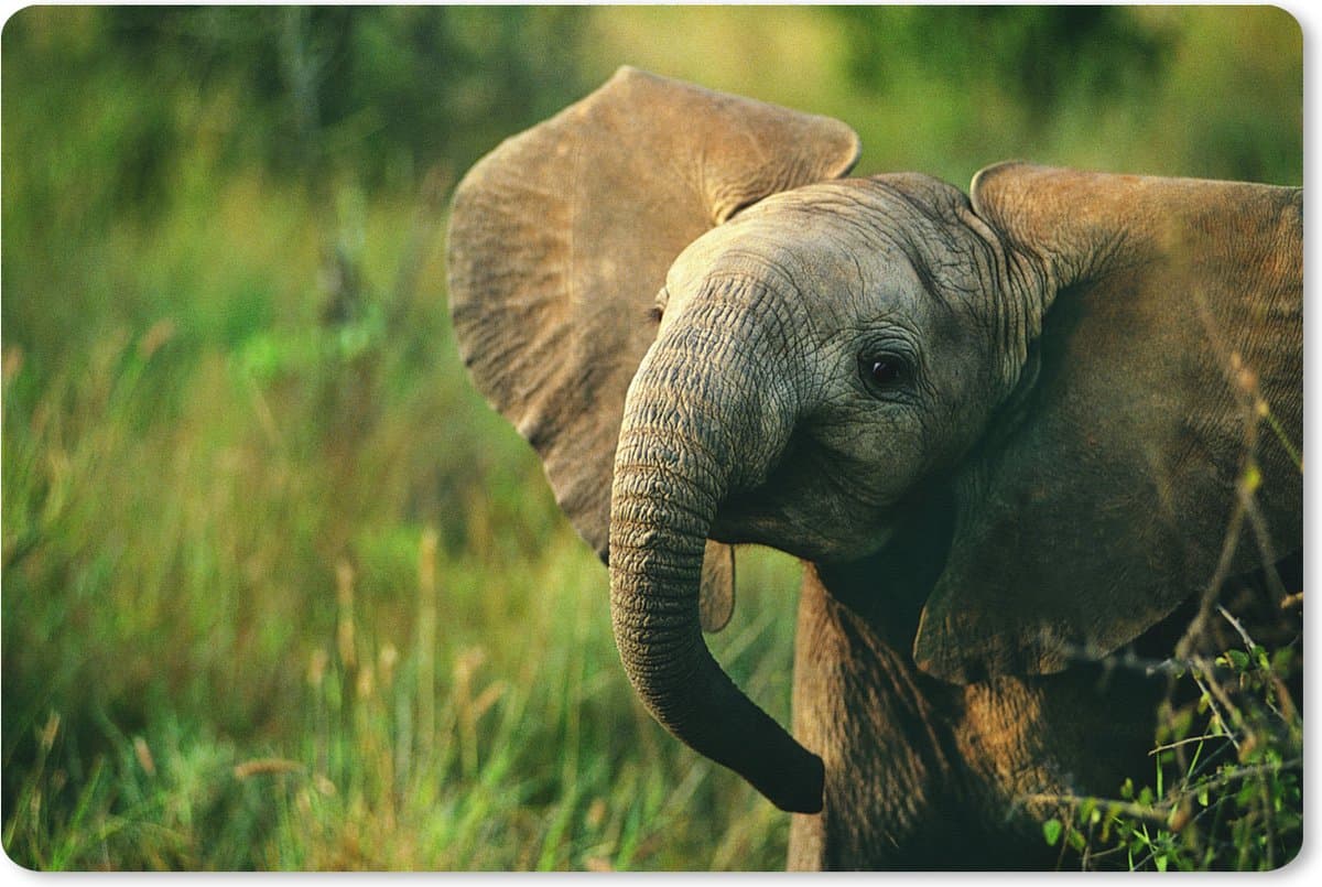 Muismat XXL 120x80 cm - Bureau onderlegger - Bureau mat Olifant - Groen - Dieren - Natuur - Bureaumat - Gaming mousepad xl - Bureaulegger groot - Computer deskmat