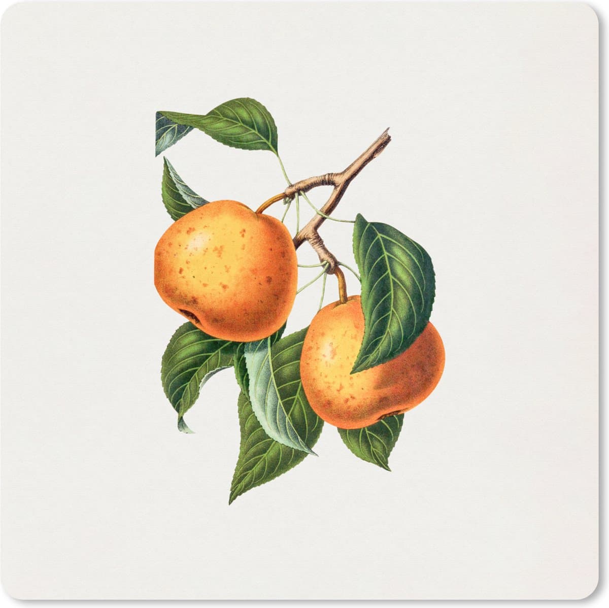 Muismat XXL 80x80 cm - Bureau onderlegger - Bureau mat Fruit - Oranje - Vintage - Bureaumat - Gaming mousepad xl - Bureaulegger groot - Computer deskmat