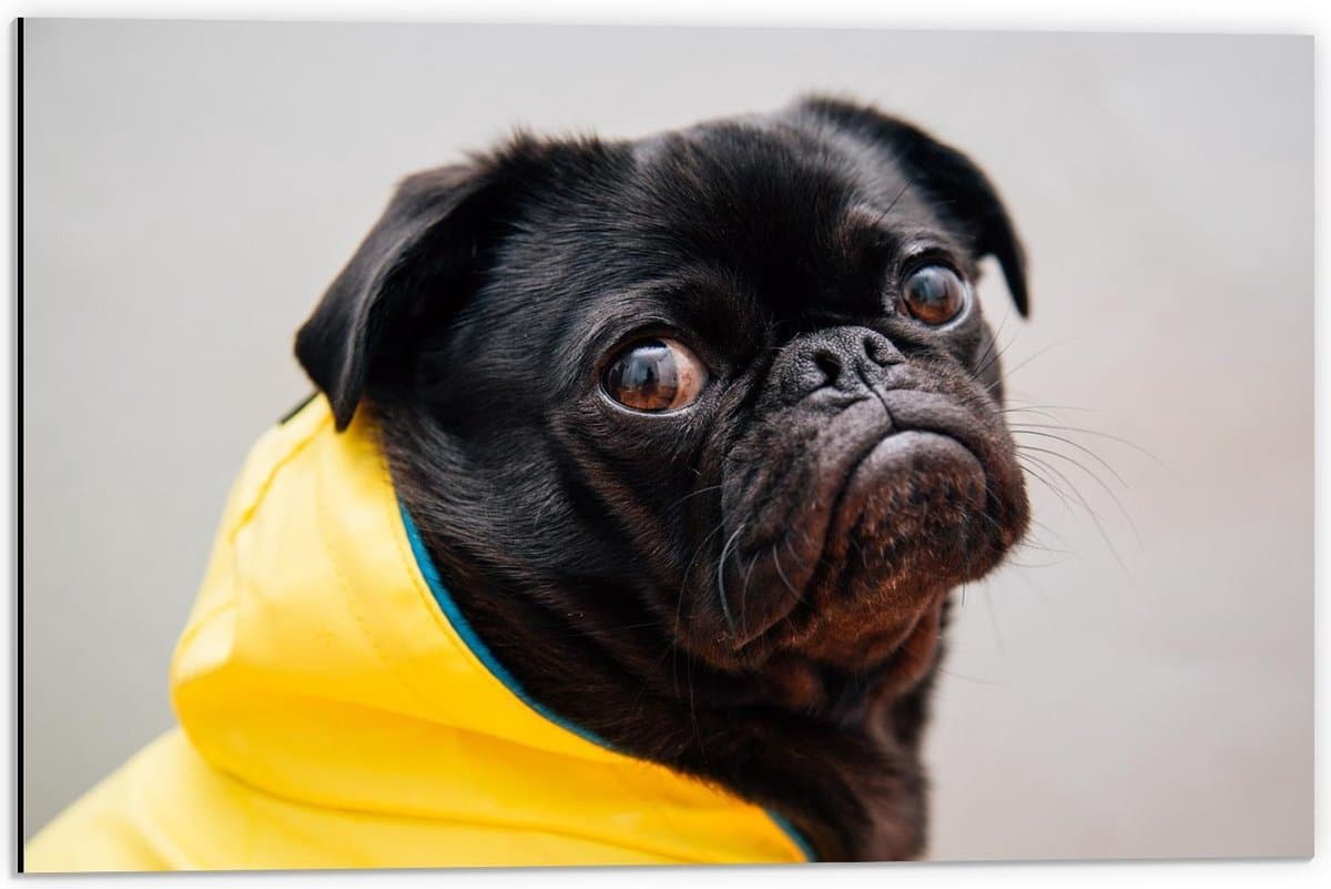 Dibond - Zwarte Onschuldige Pug met Gele Regenjas - 60x40cm Foto op Aluminium (Wanddecoratie van metaal)