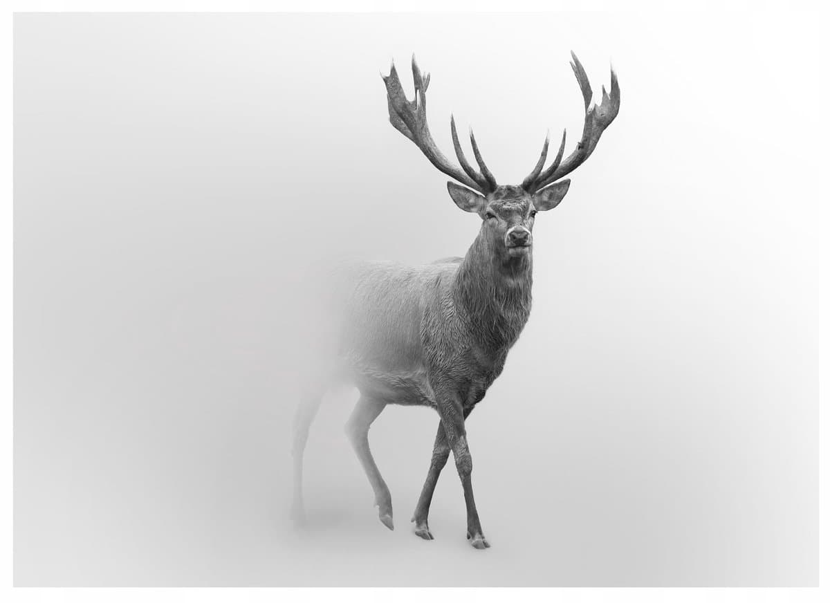WALLARENA - Fotobehang - 250x175 cm - Herten dieren mist voor slaapkamer woonkamer muurdecoratie