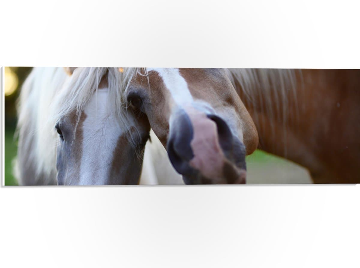 PVC Schuimplaat - Poserende Paarden voor Camera - 60x20 cm Foto op PVC Schuimplaat (Met Ophangsysteem)