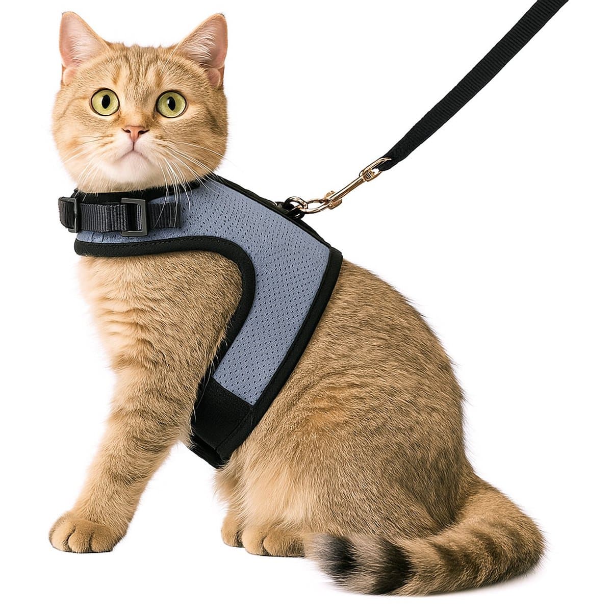 Zootic kattentuigje met looplijn - Kattenharnas blauw variant maat S - Halsomvang 14-18cm & Borstomvang 24-28cm