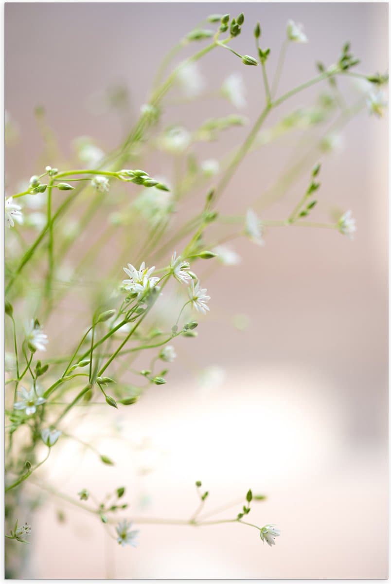 Poster Glanzend – Bloemen - Planten - Natuur - Groen - Wit - 60x90 cm Foto op Posterpapier met Glanzende Afwerking