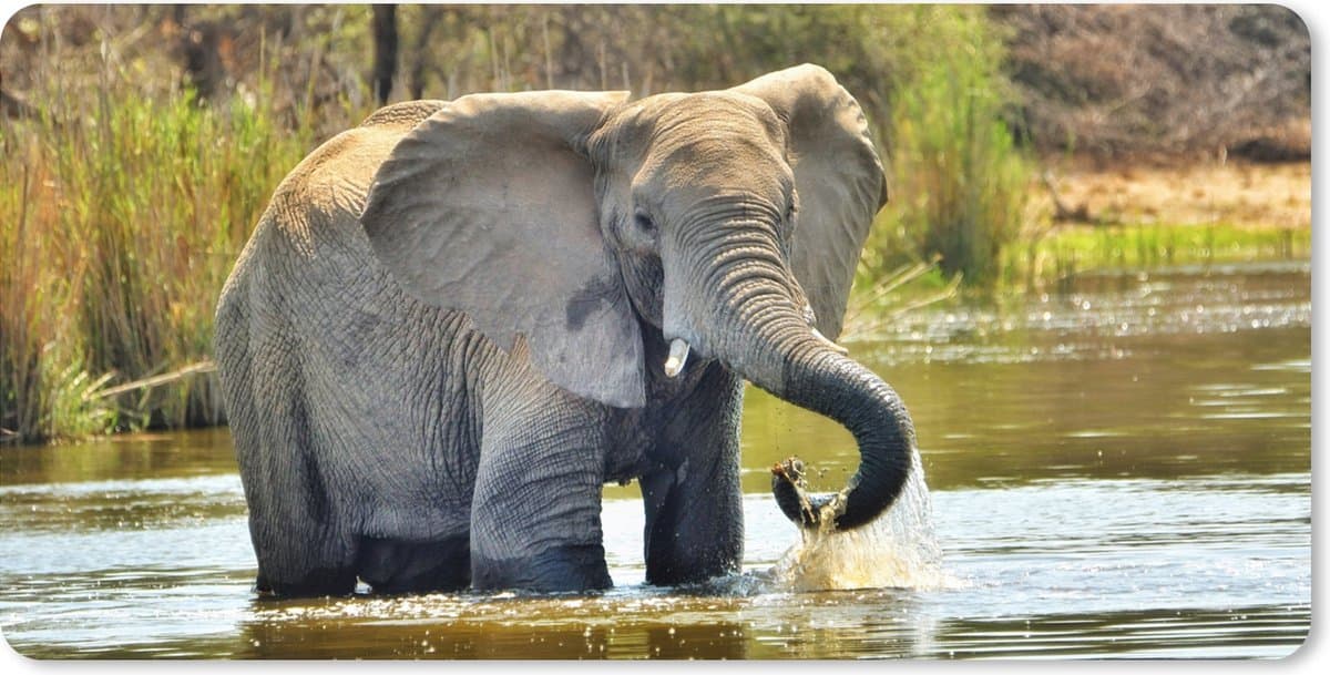 Muismat XXL 120x60 cm - Bureau onderlegger - Bureau mat Olifant - Water - Dieren - Natuur - Bureaumat - Gaming mousepad xl - Bureaulegger groot - Computer deskmat