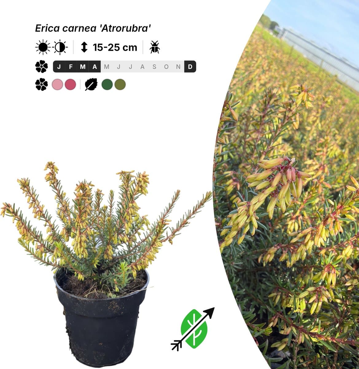 Singleplants - 20x Erica carnea 'Atrorubra' - Pot P9,5 - bodembedekker - winterhard tot -25°C