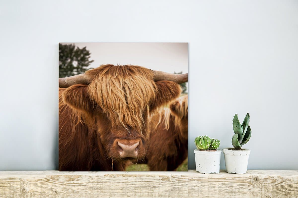 MuchoWow® Glasschilderij 20x20 cm - Schilderij acrylglas - Schotse Hooglanders - Bruin - Gras - Foto op glas - Schilderijen