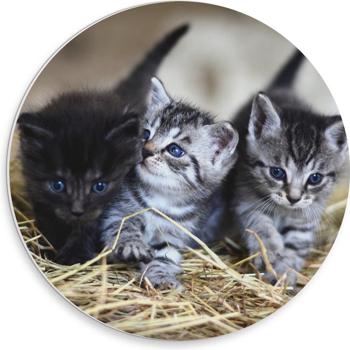 PVC Schuimplaat Muurcirkel - Drie Schattige Baby Poesjes - 30x30 cm Foto op Muurcirkel (met ophangsysteem)