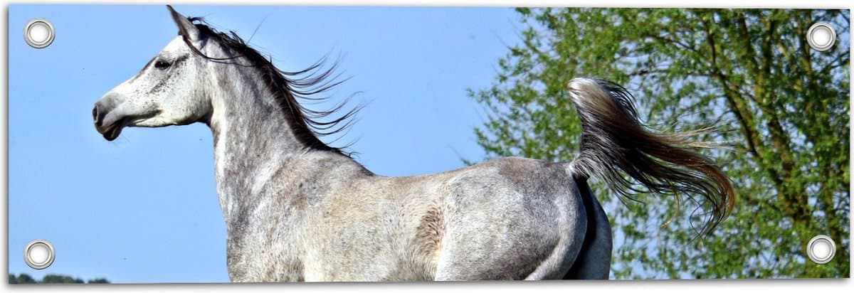 Tuinposter – Wit Paard Huppelend in de Wei - 60x20 cm Foto op Tuinposter (wanddecoratie voor buiten en binnen)