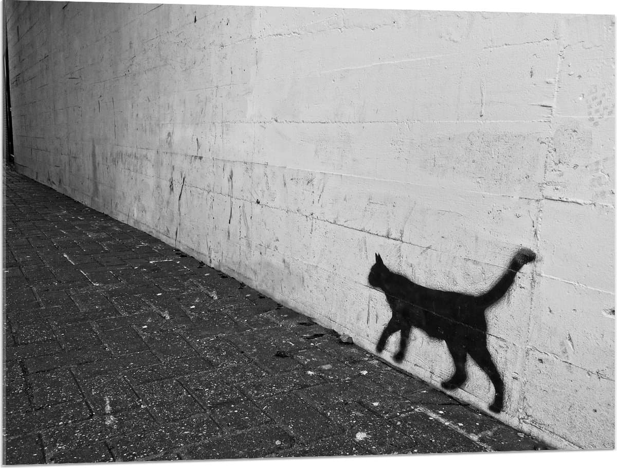 Acrylglas - Muurversiering van Kat - 100x75 cm Foto op Acrylglas (Wanddecoratie op Acrylaat)