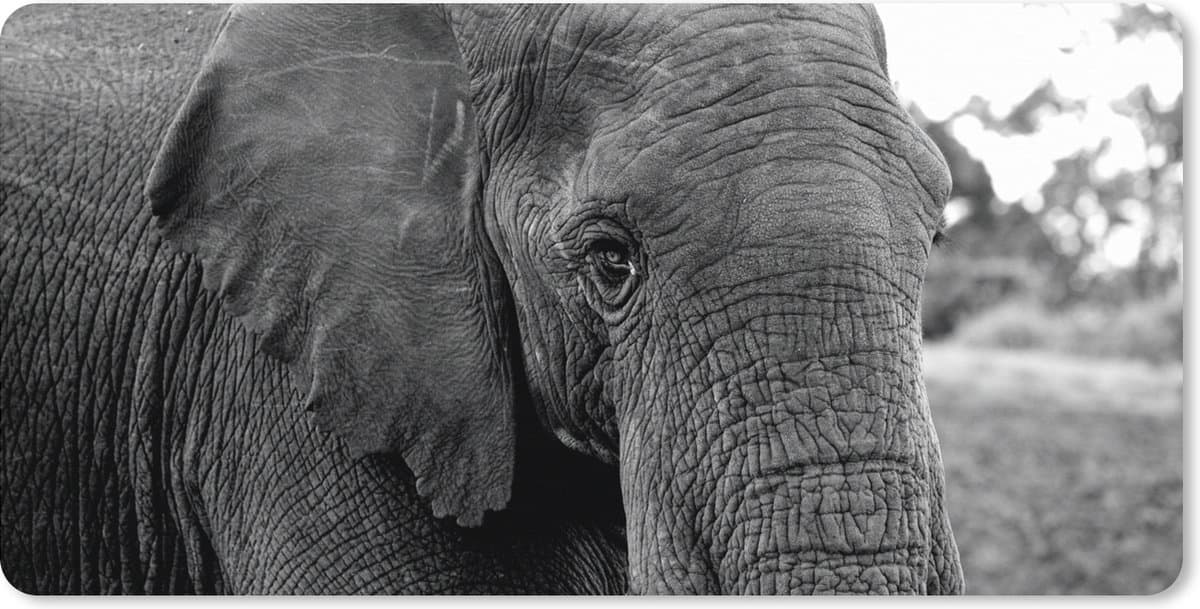 Muismat XXL 90x45 cm - Bureau onderlegger - Bureau mat Olifant - Dieren - Zwart - Wit - Natuur - Bureaumat - Gaming mousepad xl - Bureaulegger groot - Computer deskmat