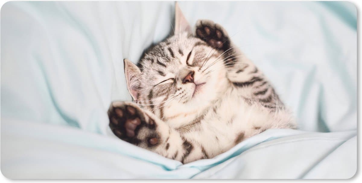 Muismat XXL 100x50 cm - Bureau onderlegger - Bureau mat Kitten - Bed - Poten - Meisjes - Kinderen - Jongens - Kind - Bureaumat - Gaming mousepad xl - Bureaulegger groot - Computer deskmat