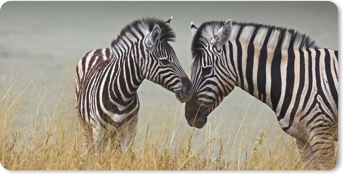 Muismat XXL 80x40 cm - Bureau onderlegger - Bureau mat Moeder zebra en haar jong - Bureaumat - Gaming mousepad xl - Bureaulegger groot - Computer deskmat