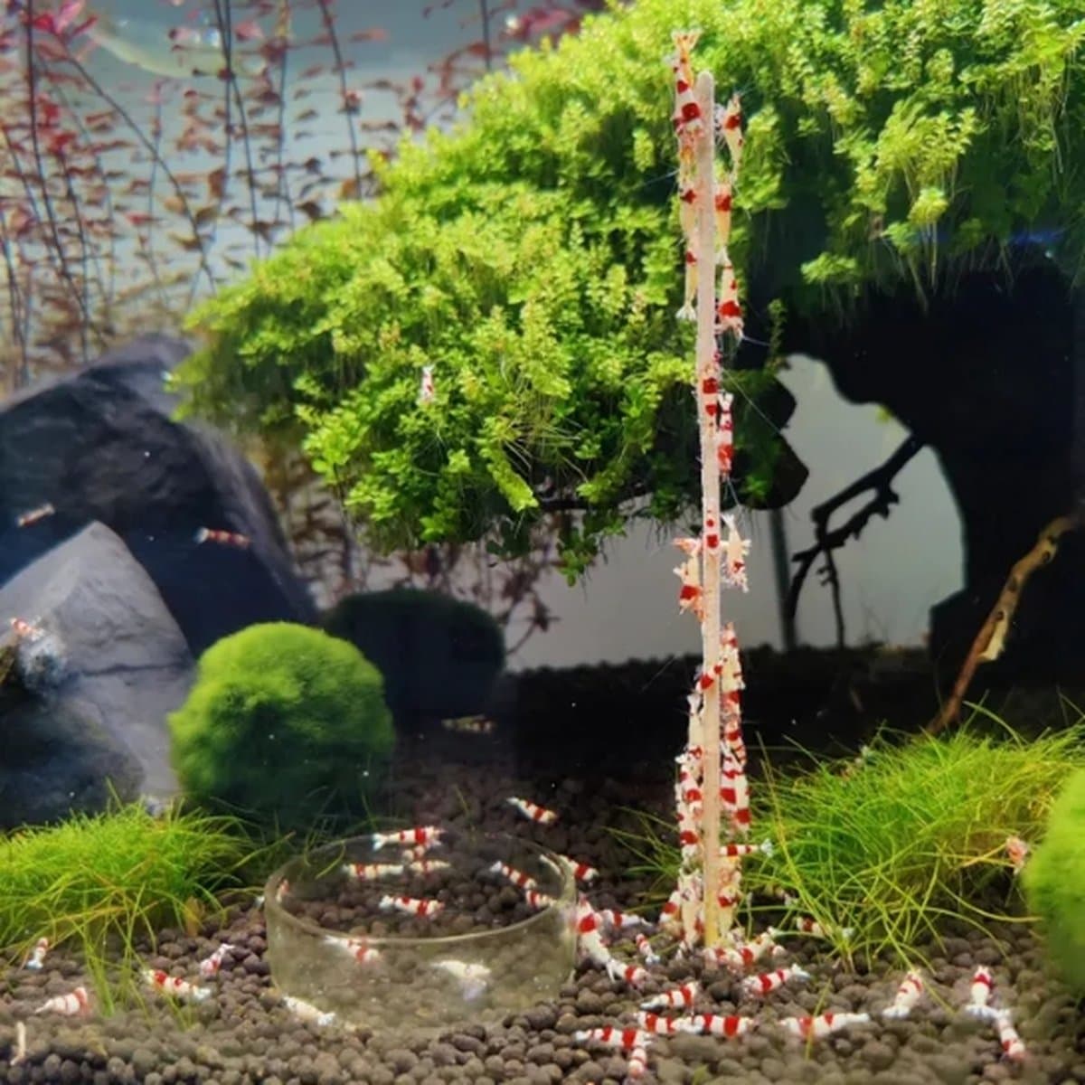 Garnalenlollies - Aquarium - 18 cm - Moerbei - 10 stuks