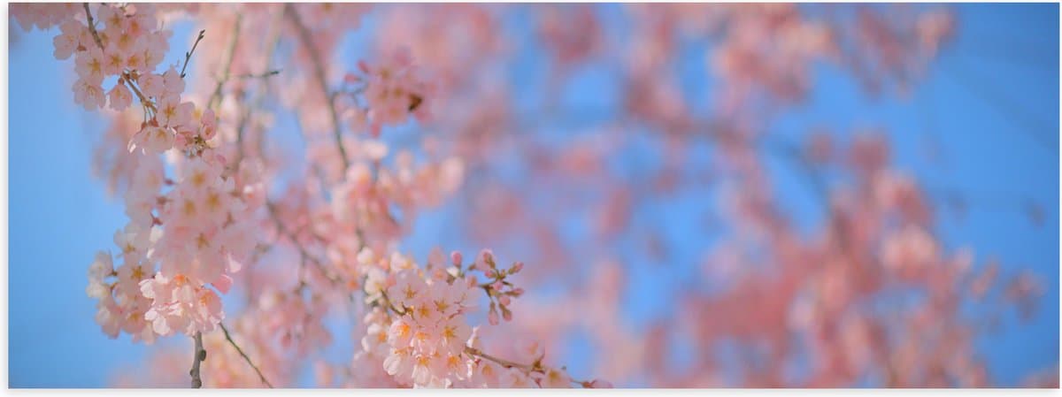 Poster Glanzend – Boom - Takken - Bloesem - Roze - 60x20 cm Foto op Posterpapier met Glanzende Afwerking