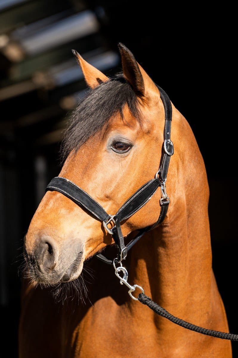 Showtime Halster Wisconsin Black-Silver - Full