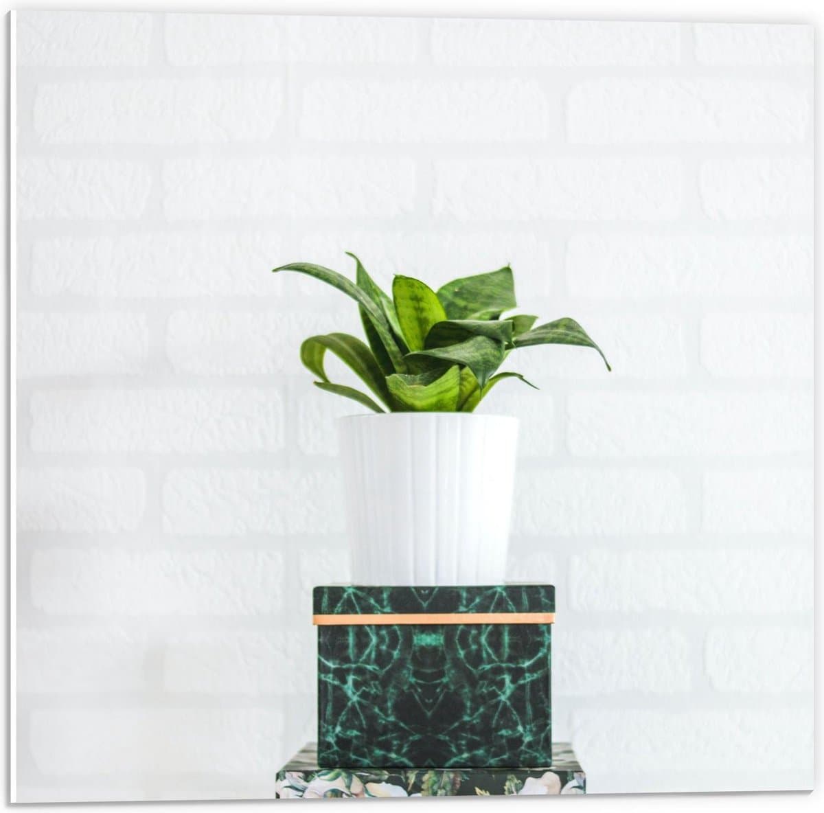 Forex - Plantenpotje op Doosjes - 50x50cm Foto op Forex