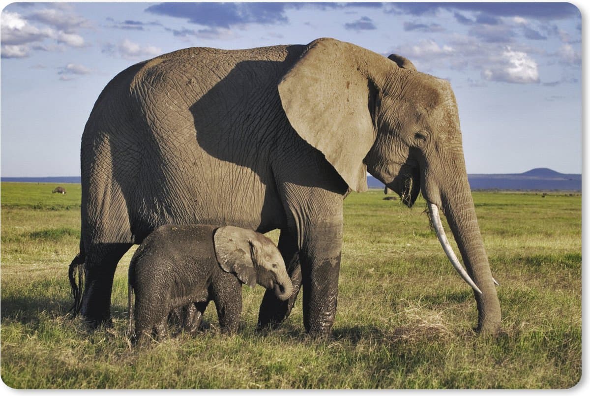Muismat XXL 120x80 cm - Bureau onderlegger - Bureau mat Olifant - Dieren - Grasvlakte - Groen - Grijs - Bureaumat - Gaming mousepad xl - Bureaulegger groot - Computer deskmat