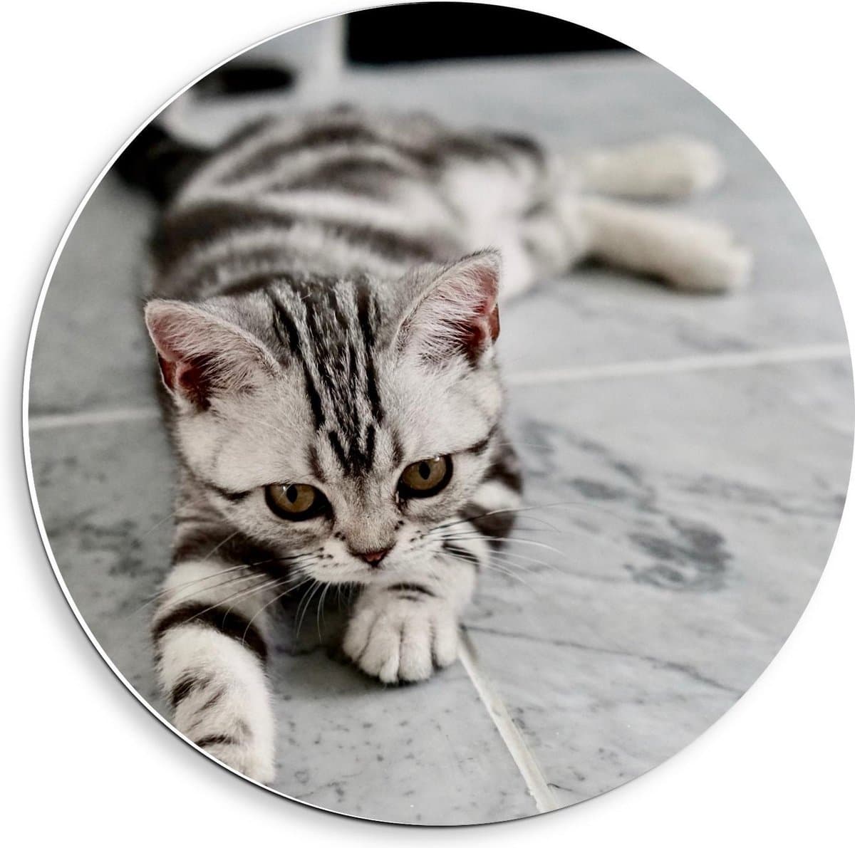 Forex Wandcirkel - Wit met Zwarte Kitten - 40x40cm Foto op Wandcirkel (met ophangsysteem)
