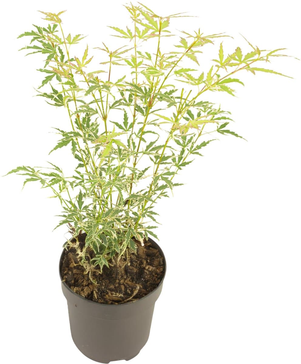 Plant in a Box - Japanse Esdoorn - Acer palmatum 'Butterfly' - Hoogte 35-55cm - ⌀15cm
