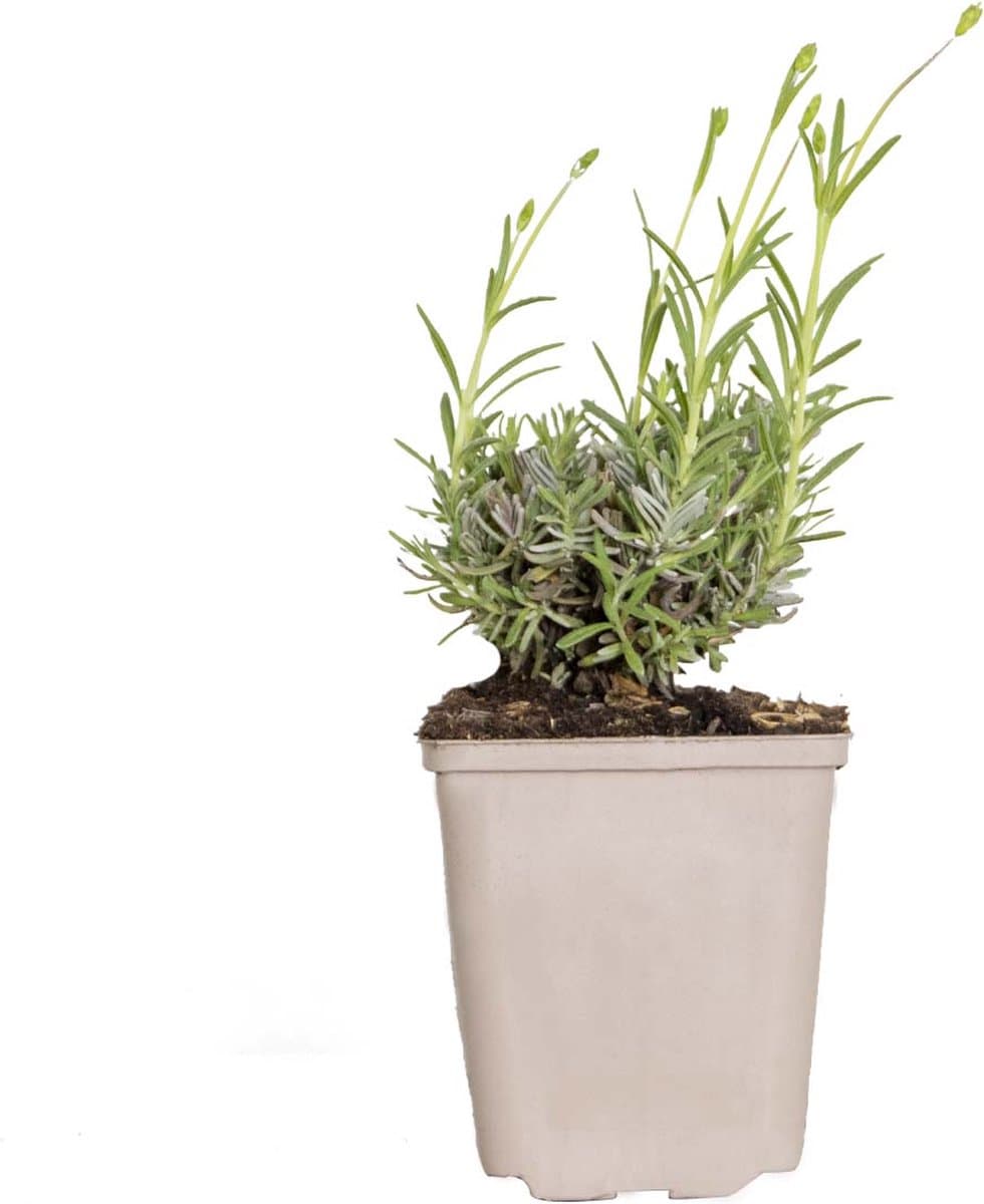 Bloomique - Lavandula Angustifolia Hidcote - Echte Lavendel - Lavendel Plant - Winterhard - Hoogte 10-20 cm - Pot 9x9 cm