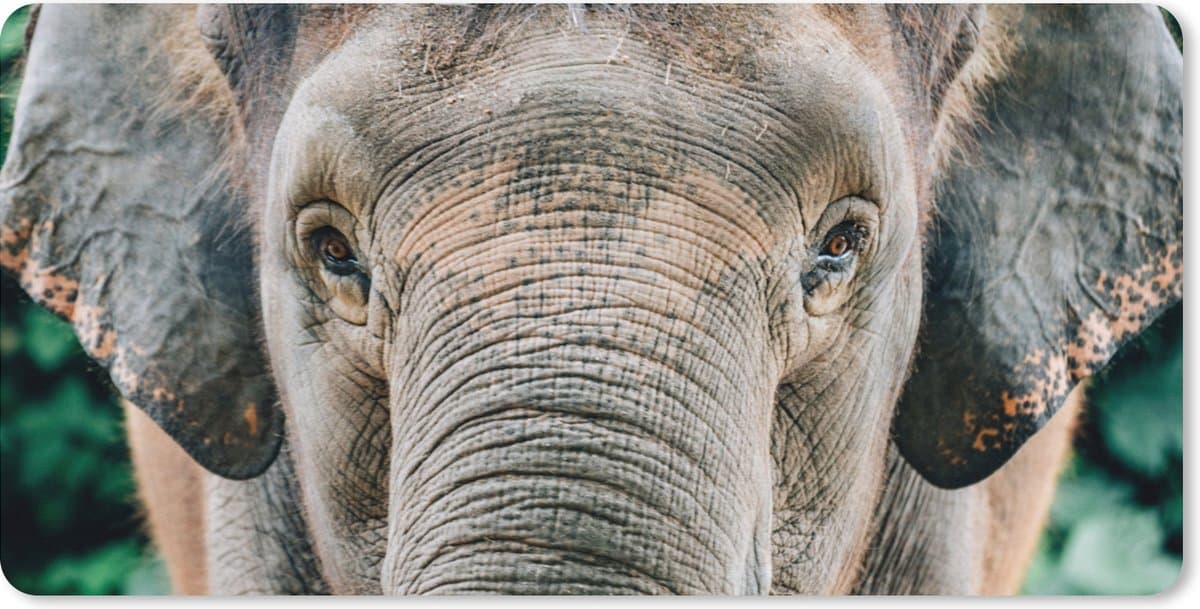 Muismat XXL 120x60 cm - Bureau onderlegger - Bureau mat Olifant - Portret - Dieren - Grijs - Bureaumat - Gaming mousepad xl - Bureaulegger groot - Computer deskmat