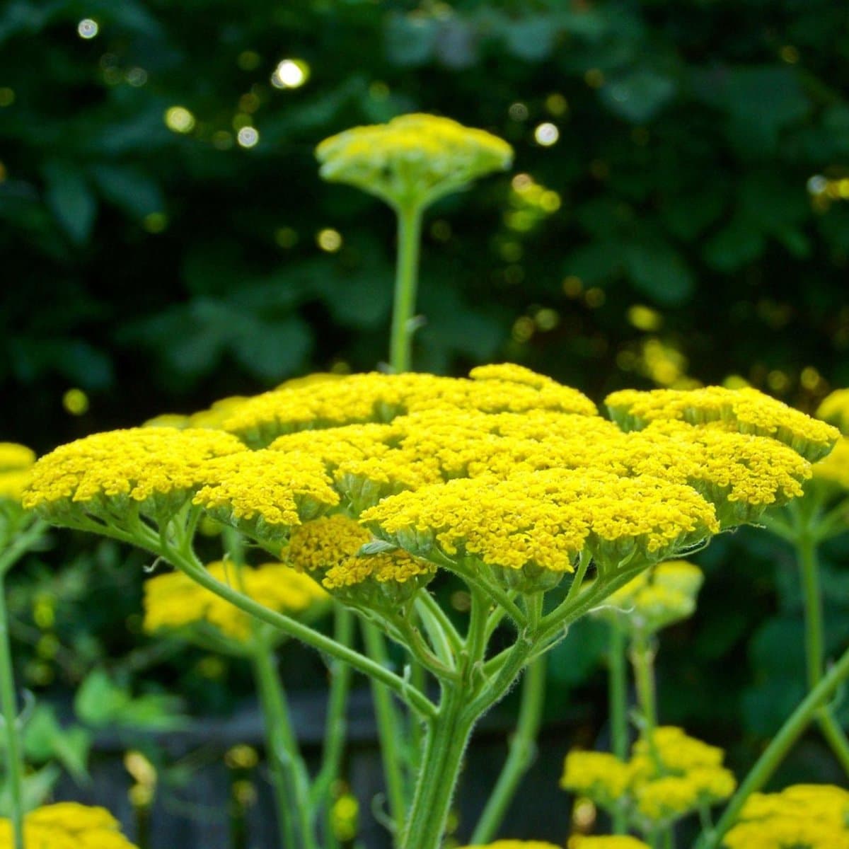 Gele duizendblad (Achillea filipendulina) - Duizendblad Cloth of Gold - Achillea - Vaste planten - Snijbloemen - Geurend - Zomerbollen