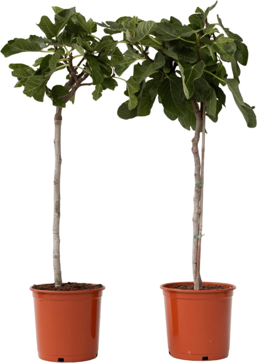 Plant in a Box - Ficus Carica - Set van 2 fruitbomen - Pot 21cm - Hoogte 70-90cm