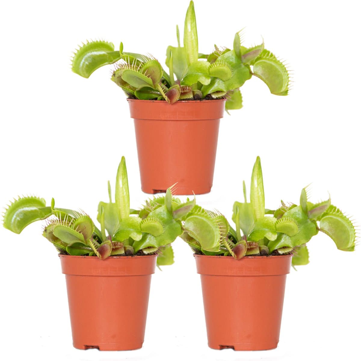 Bloomique - Set van 3 - Dionaea Muscipula – Vleesetende plant – Onderhoudsvriendelijk ––05-10 cm - Pot 6 cm - Hoogte 5-10 cm