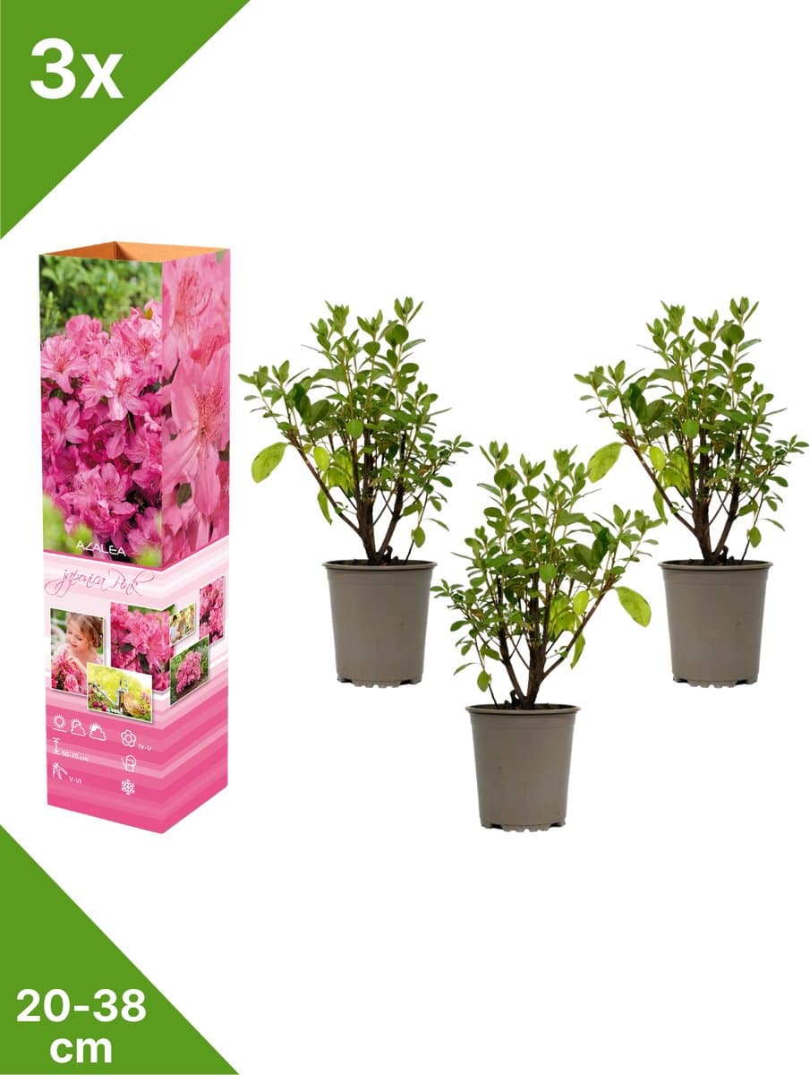 GARDENZO - 3x Azalea japonica (Japanse Azalea) - Roze - in P9 pot