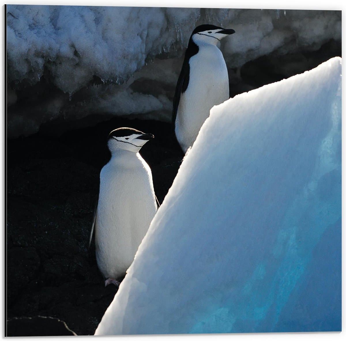 Dibond - Pinguïns bij het Ijs - 50x50cm Foto op Aluminium (Met Ophangsysteem)