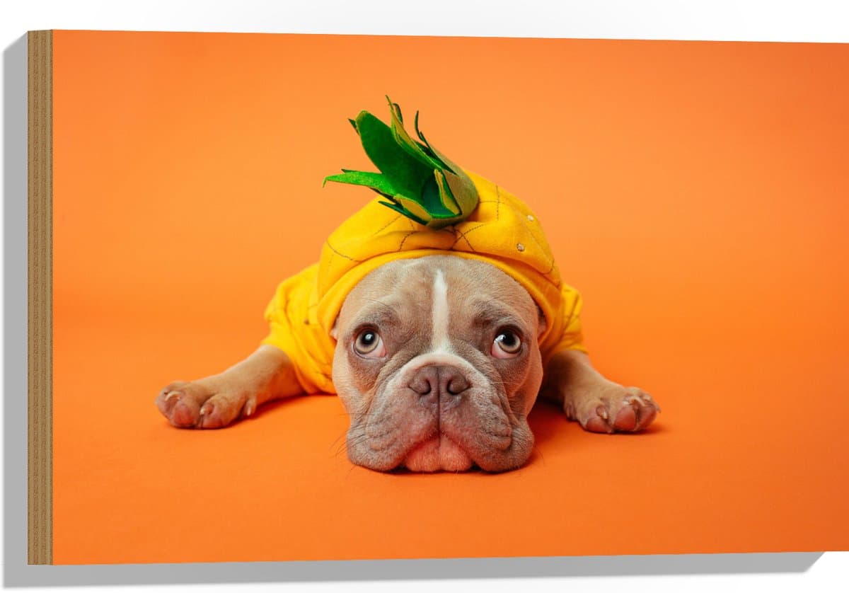 Hout - Hond met Ananas Pak bij een Oranje Achtergrond - 60x40 cm - 9 mm dik - Foto op Hout (Met Ophangsysteem)