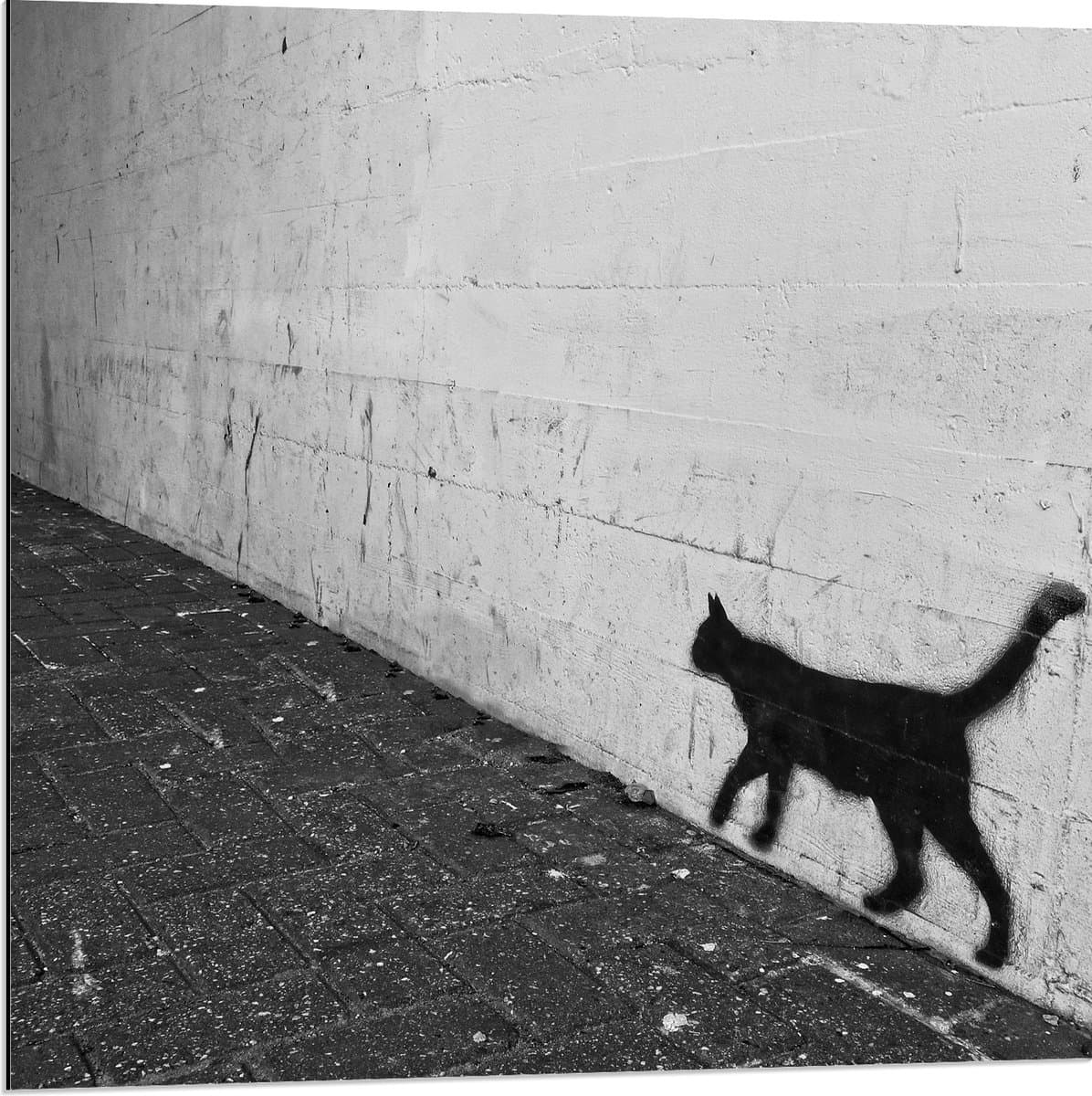 Dibond - Muurversiering van Kat - 80x80 cm Foto op Aluminium (Met Ophangsysteem)