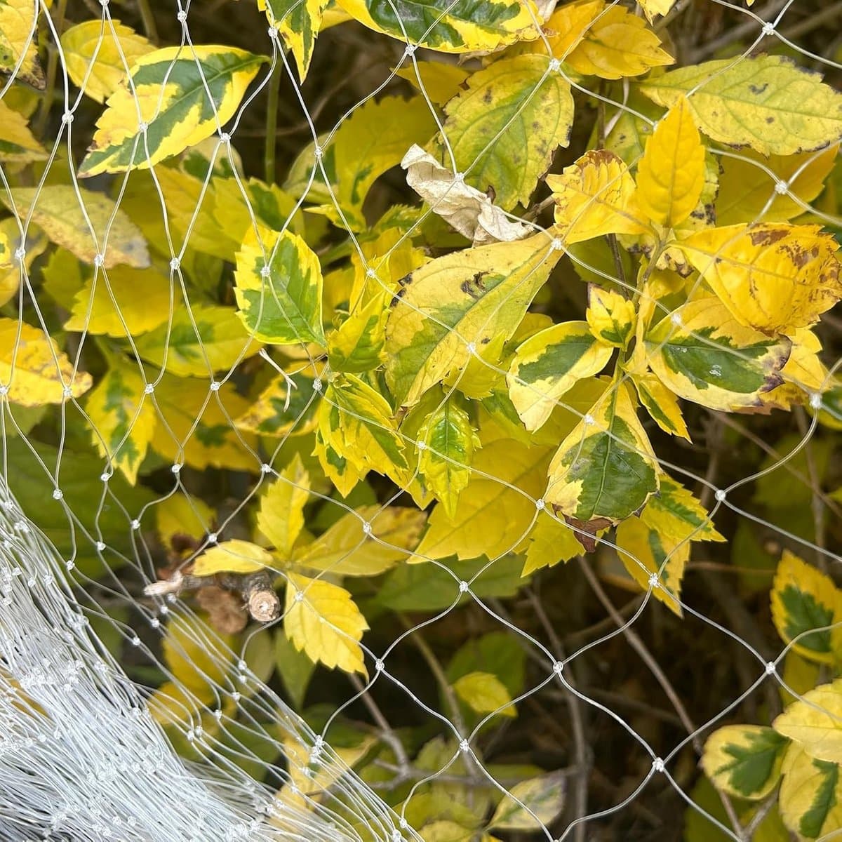 Beschermnet voor Vogels, Sterk en Duurzaam, Ideaal voor Kippenhokken en Fruitbomen, Voorkomt Schade aan Groenten en Fruit (Mesh 2.5 x 2.5 cm) (3 m x 10 m)