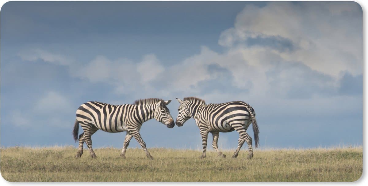 Muismat XXL 100x50 cm - Bureau onderlegger - Bureau mat Verliefde zebra's - Bureaumat - Gaming mousepad xl - Bureaulegger groot - Computer deskmat
