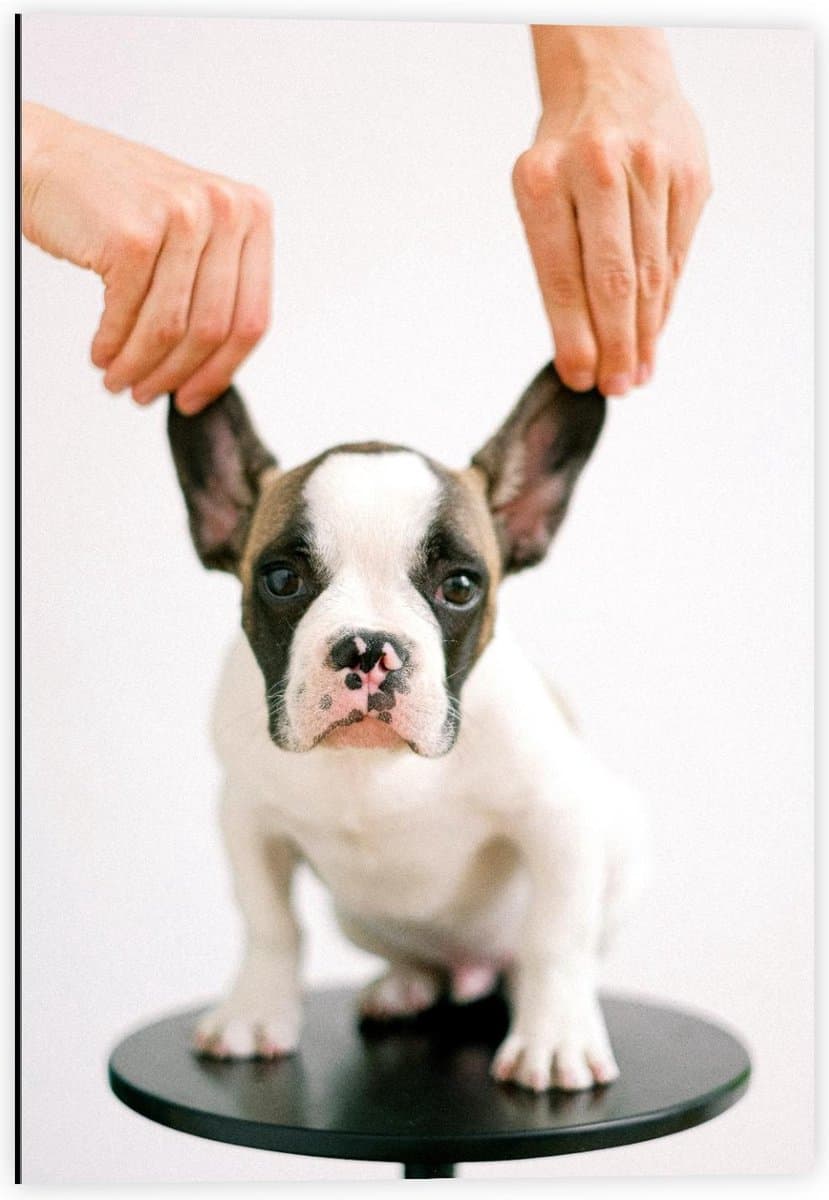 Dibond - Hond met Flapoortjes  - 40x60cm Foto op Aluminium (Met Ophangsysteem)