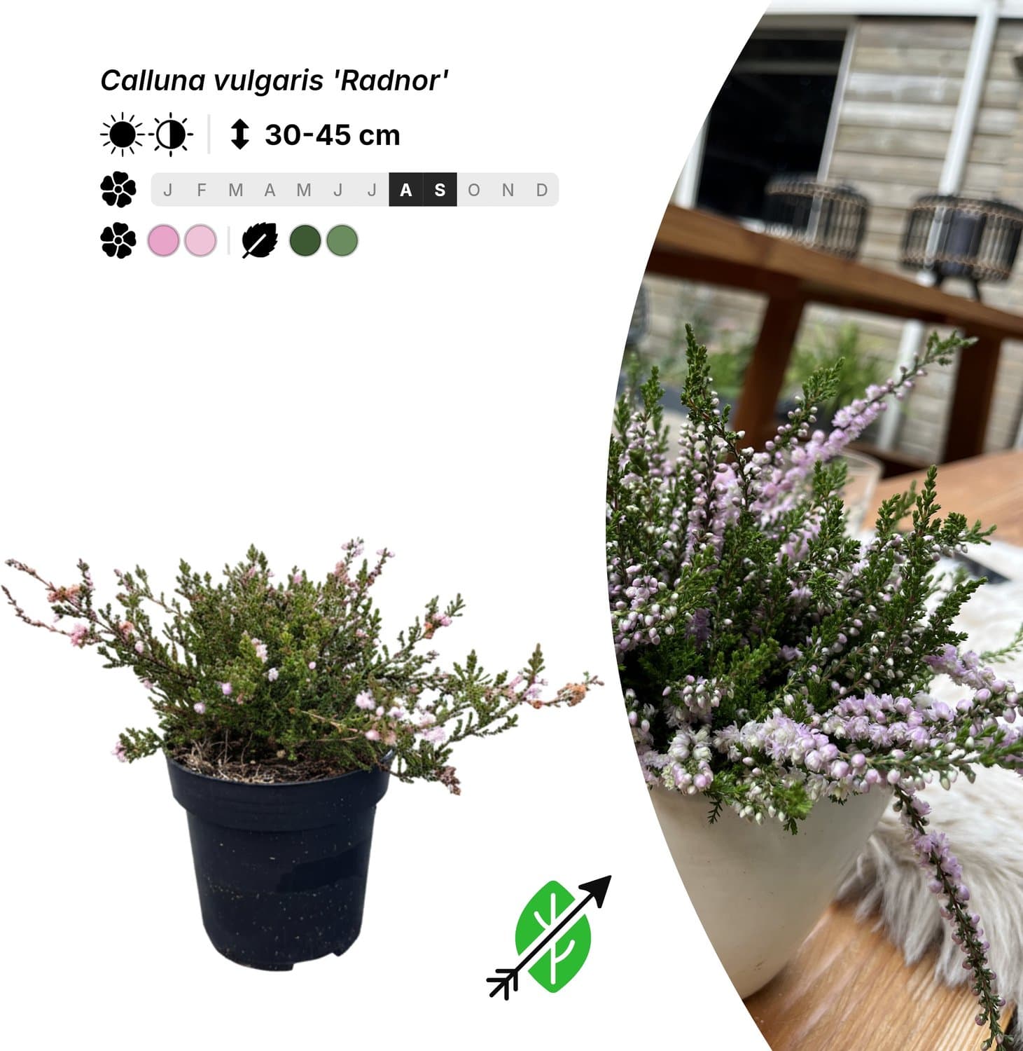 Singleplants - 10x Calluna vulgaris 'Radnor' - Pot P9,5 - bodembedekker - in bloeiperiode