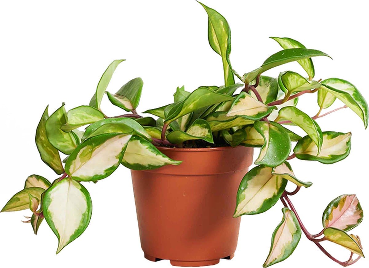 PLNTS - Hoya Carnosa Tricolor - Kamerplant - Kweekpot 12 cm - Hoogte 25 cm