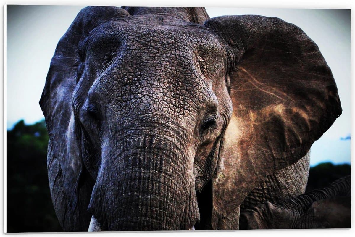 Forex - Olifant van Dichtbij - 60x40cm Foto op Forex