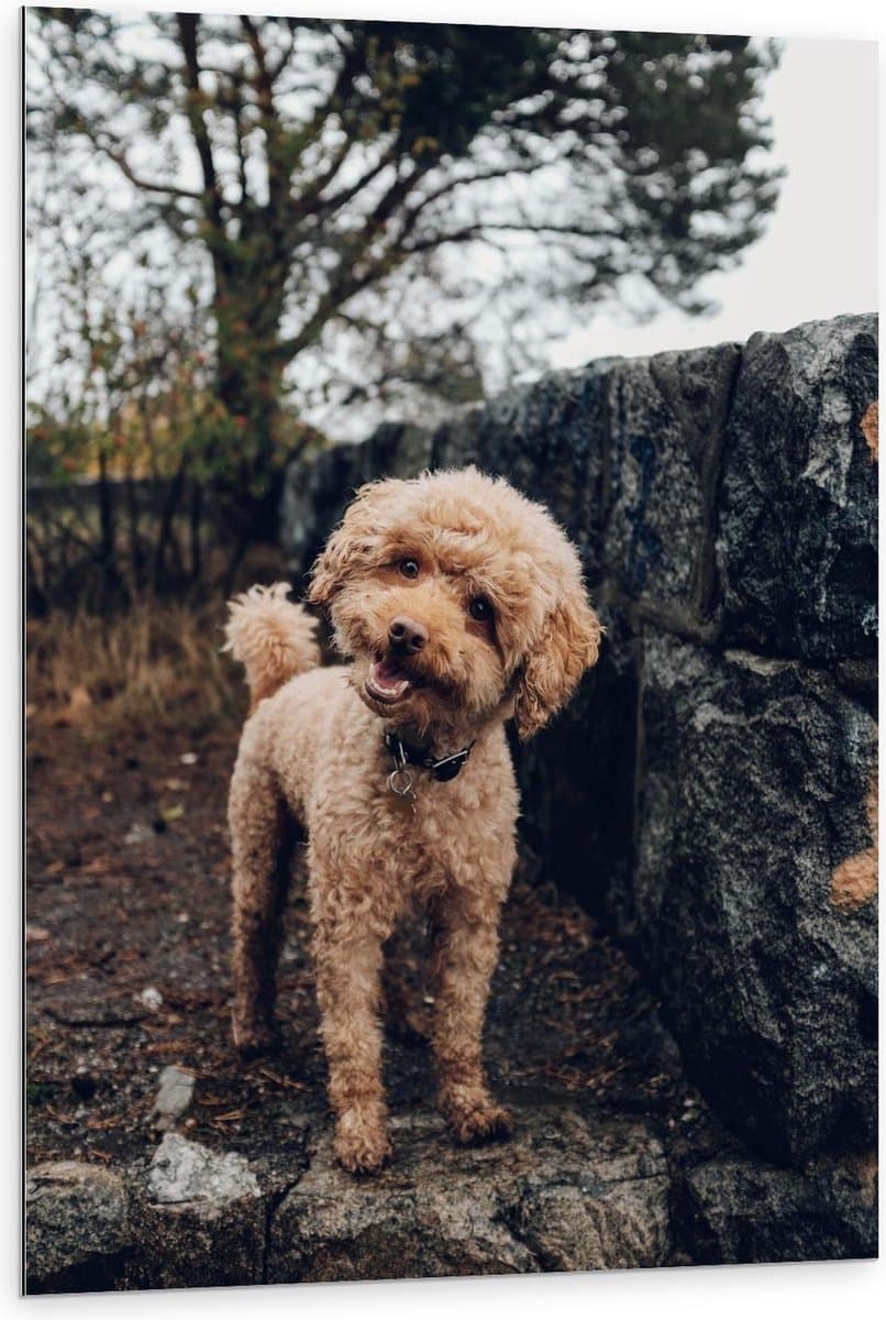 Dibond - Schattige Bruine Labradoodle - 80x120cm Foto op Aluminium (Met Ophangsysteem)