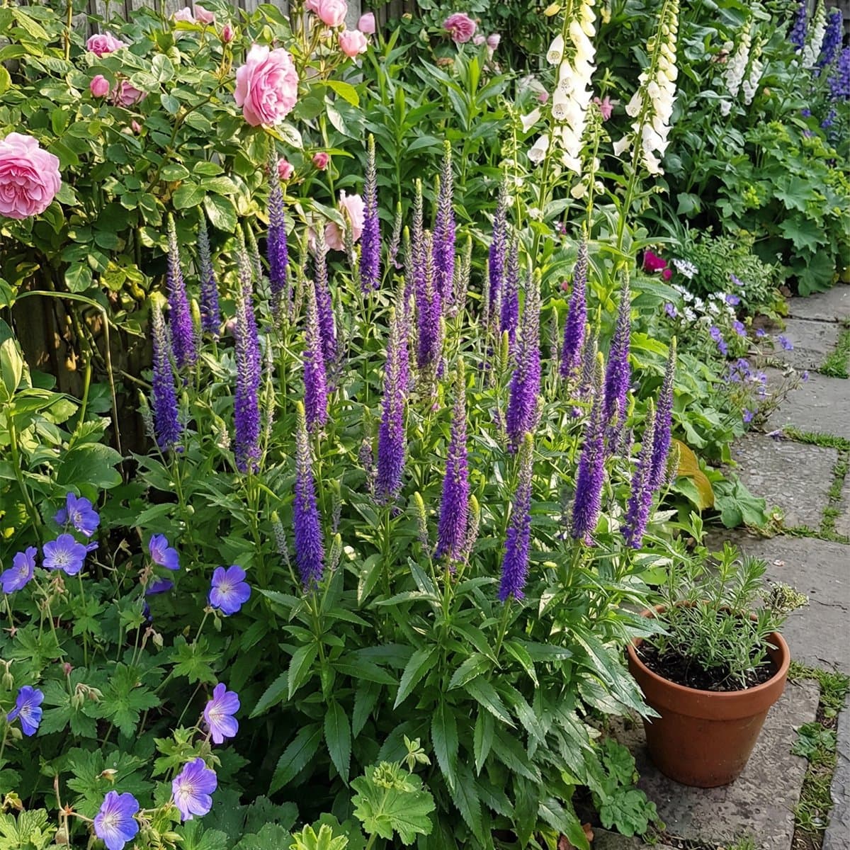 Bloomique - Set van 6 - Veronica spicata - Ereprijs - Winterhard - Vaste Plant - Bijvriendelijk - Tuinplanten - 10-20cm Hoog - Pot 9cm