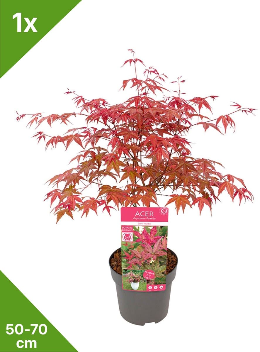 GARDENZO - 1x Acer palmatum 'Beni-maiko' - Japanse Esdoorn in 3 ltr pot 50/70 cm