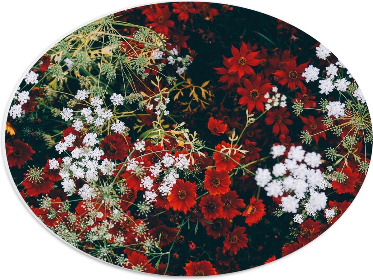 PVC Schuimplaat Ovaal - Bovenaanzicht op Rood-Witte Bloemen - 40x30 cm Foto op Ovaal (Met Ophangsysteem)