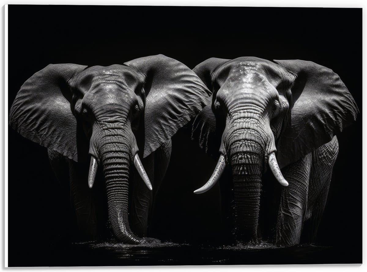 PVC Schuimplaat- Portretfoto van Duo Olifanten voor Zwarte Achtergrond (Zwart-wit) - 40x30 cm Foto op PVC Schuimplaat