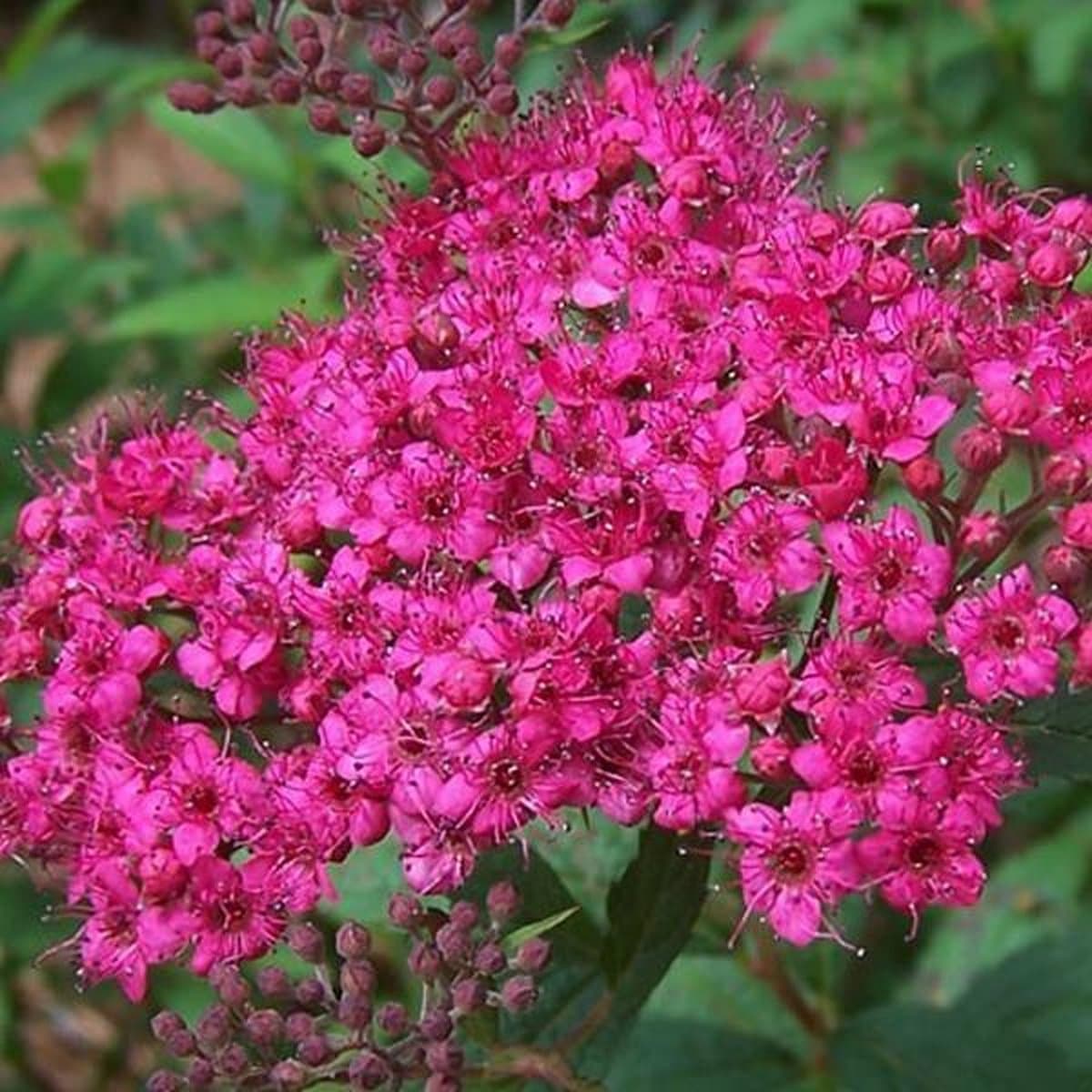 Spiraea japonica 'Anthony Waterer' - Spierstruik 25-30 cm in pot