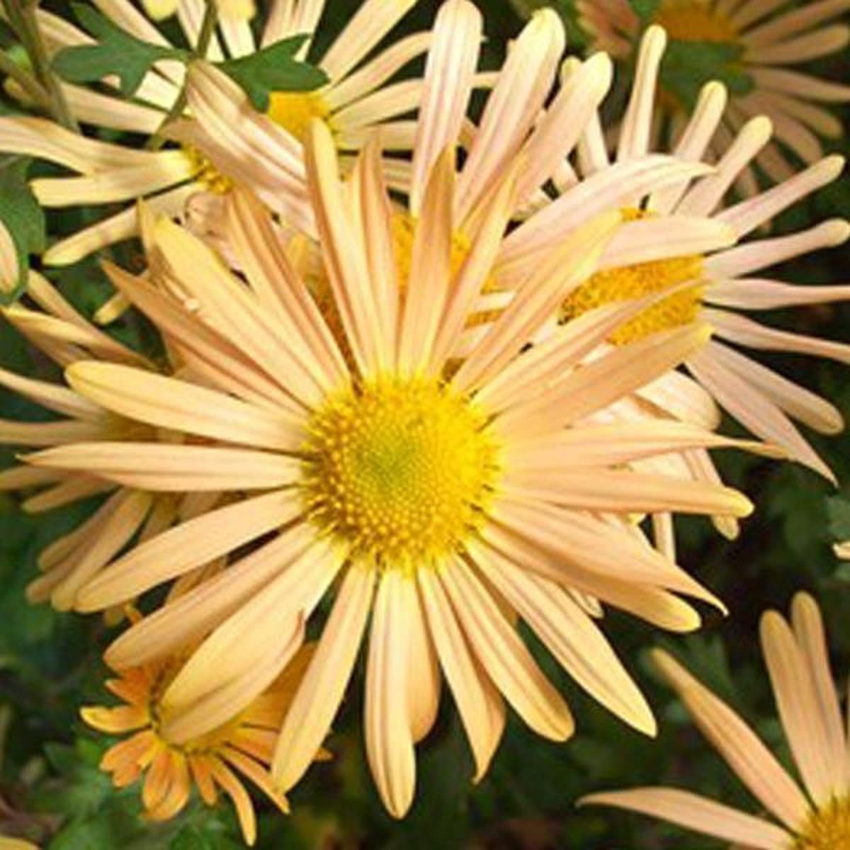 6 x Chrysanthemum 'Mary Stoker' -  Margriet pot 9x9cm