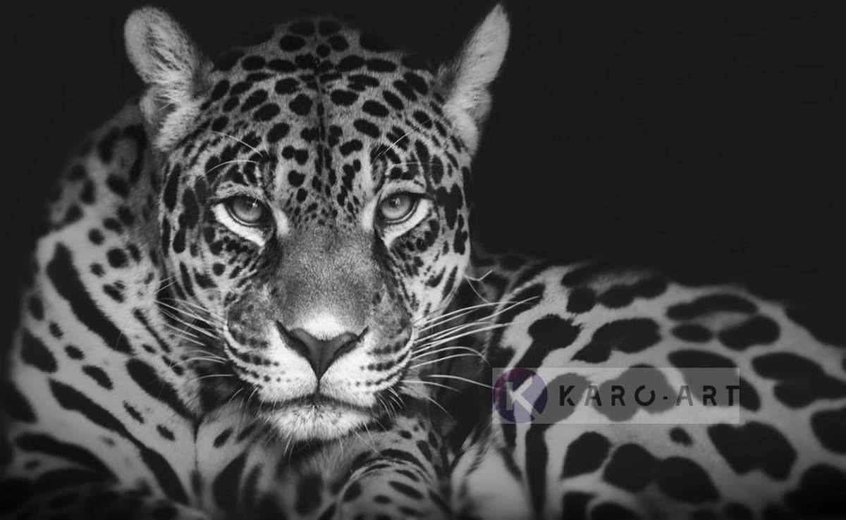 Afbeelding op acrylglas - Jaguar in zwart en wit