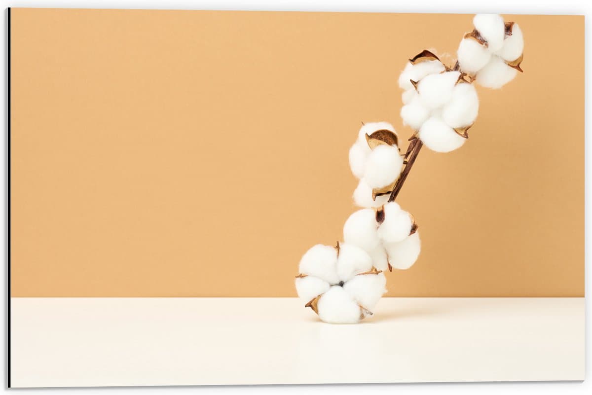 Dibond - Katoenbollen Tak tegen Oranje Achtergrond - 60x40 cm Foto op Aluminium (Met Ophangsysteem)