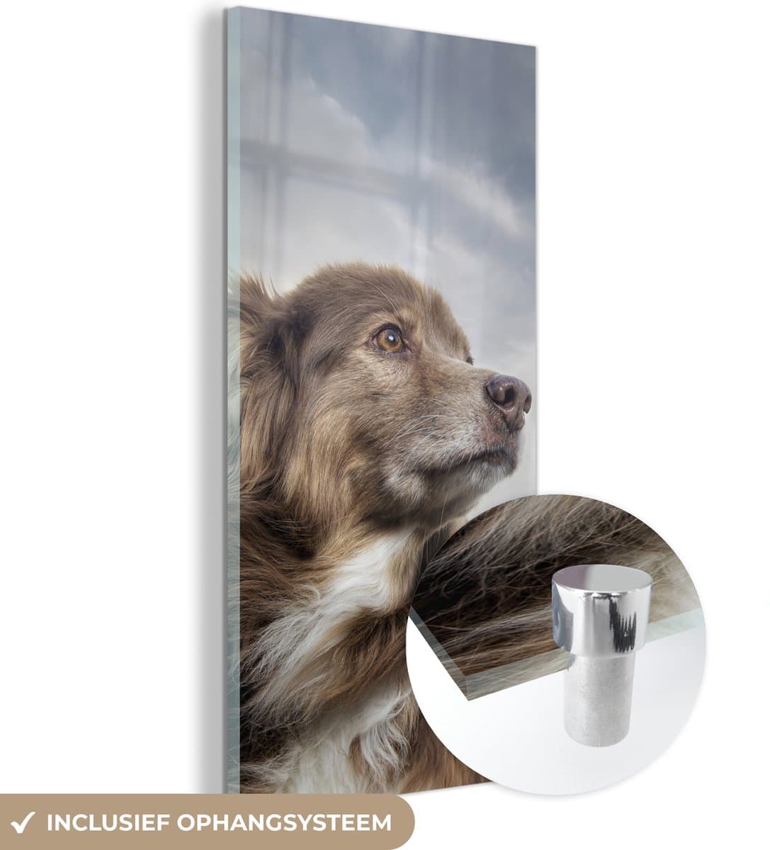 ® Glasschilderij 20x40 cm - Schilderij acrylglas - Starende hond - Foto op glas - Muurdecoratie woonkamer - Wanddecoratie slaapkamer - Schilderijen