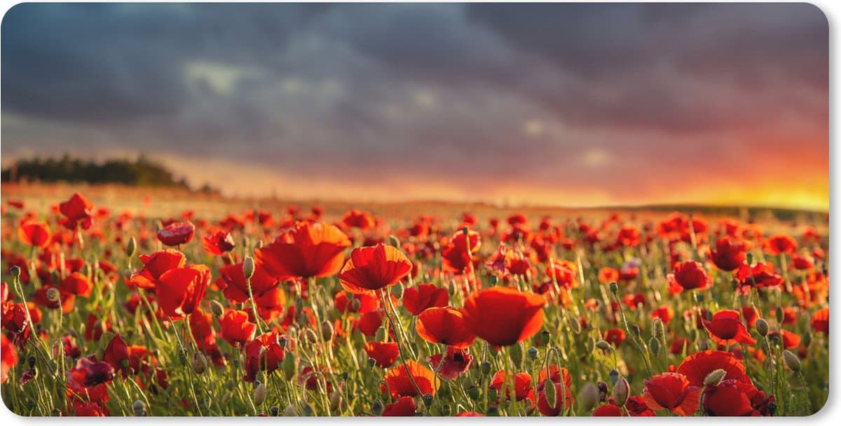 Muismat XXL 120x60 cm - Bureau onderlegger - Bureau mat Zonsondergang - Klaprozen - Rood - Bloemen - Veld - Natuur - Bureaumat - Gaming mousepad xl - Bureaulegger groot - Computer deskmat