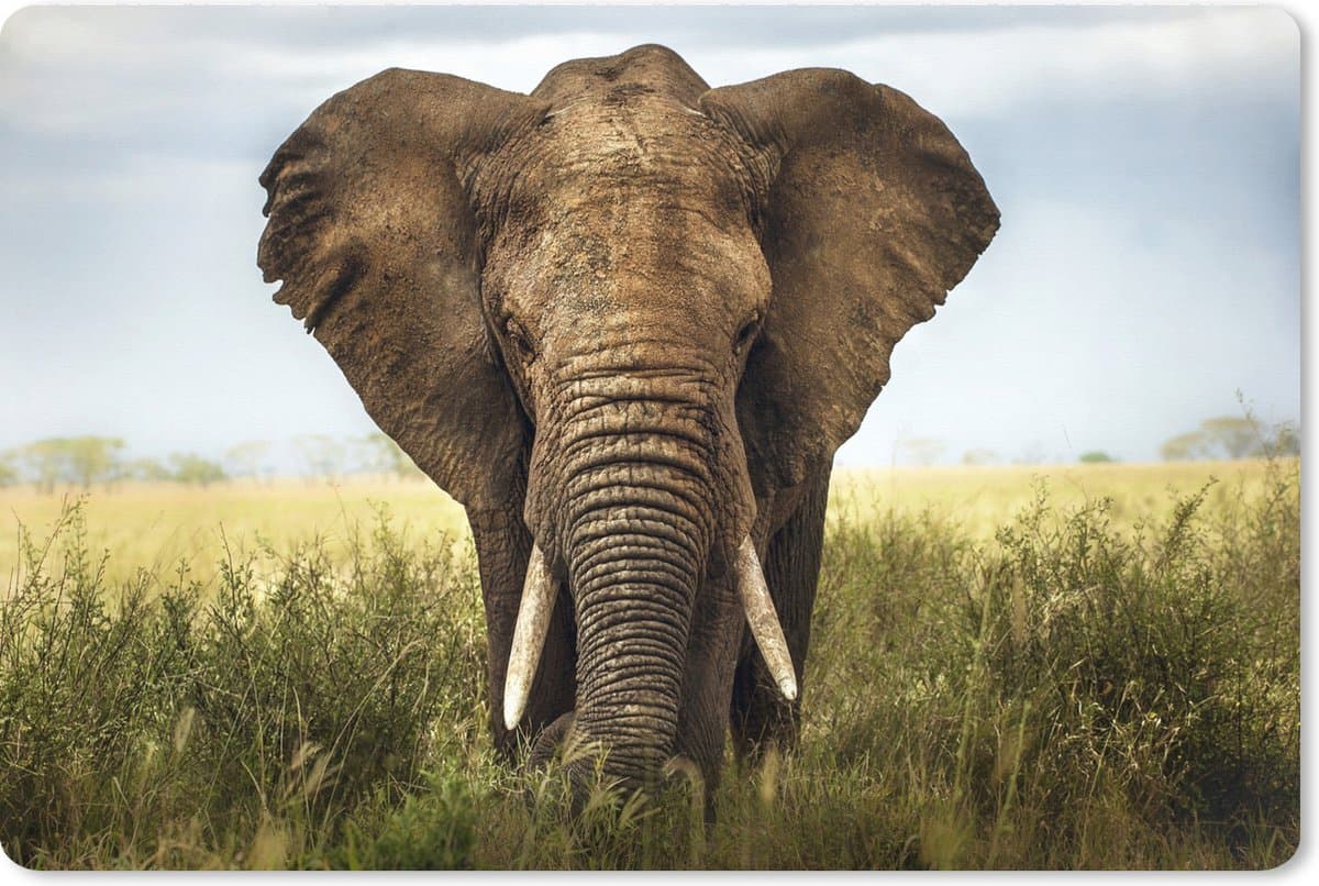 Muismat XXL 120x80 cm - Bureau onderlegger - Bureau mat Olifant - Gras - Dieren - Natuur - Bureaumat - Gaming mousepad xl - Bureaulegger groot - Computer deskmat